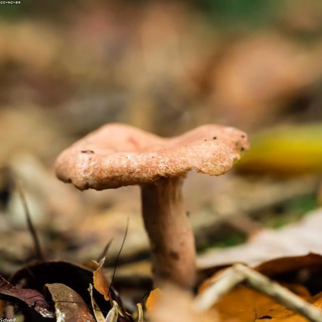Reishi & Adaptogens 101